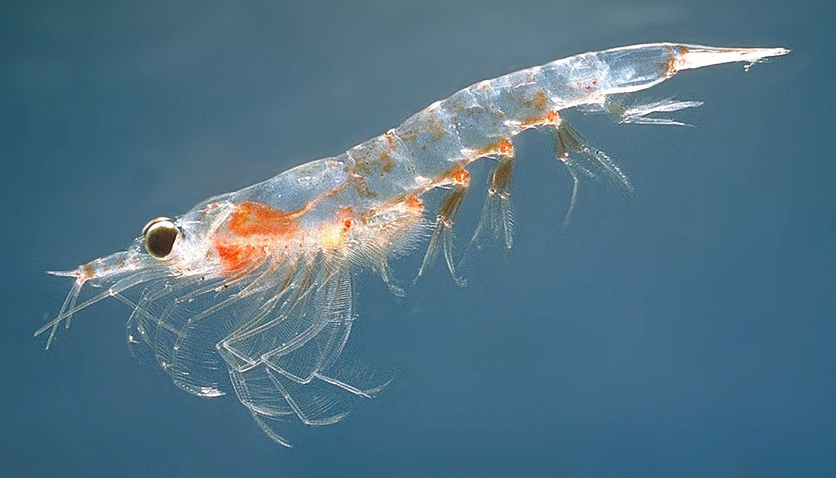  krill